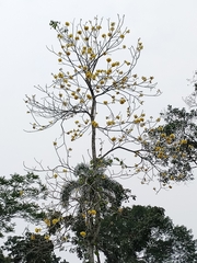 Bignoniaceae