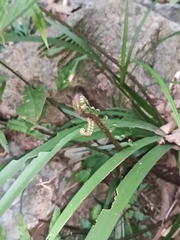 Dryopteris cycadina