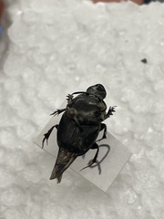 Onthophagus taurus