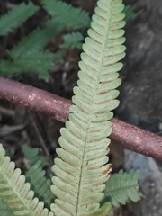 Pteris fauriei