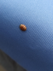 Harmonia quadripunctata