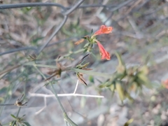 Dicliptera squarrosa