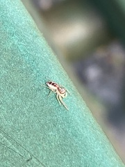 Hentzia mitrata