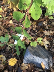 Symphoricarpos