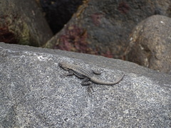 Microlophus atacamensis