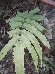 Pteris fauriei