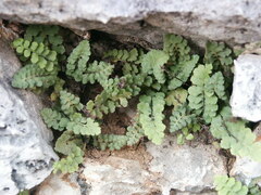 Asplenium petrarchae