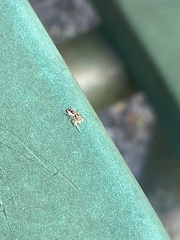 Hentzia mitrata