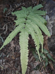 Pteris fauriei