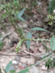 Achyranthes bidentata