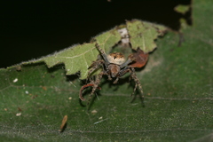 Neoscona nautica