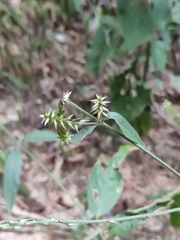Achyranthes bidentata