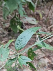 Achyranthes bidentata