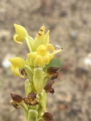 Satyrium bicorne