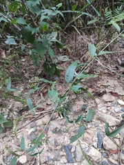 Achyranthes bidentata