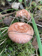 Lactarius torminosus