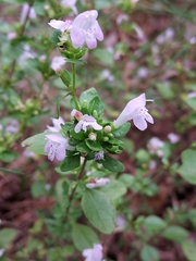 Clinopodium carolinianum