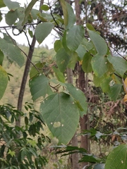 Alangium kurzii