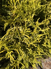Thuja