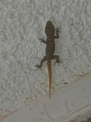 Mediodactylus kotschyi