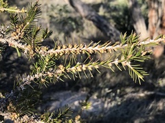 Melaleuca