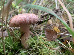 Lactarius torminosus