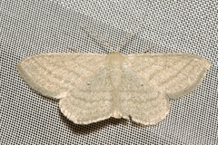 Scopula virgulata
