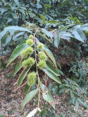 Castanea seguinii