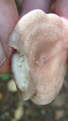 Lactarius vinaceorufescens