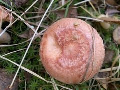 Lactarius torminosus