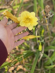 Hemerocallis