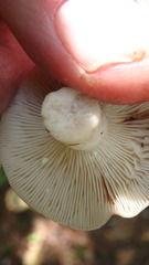 Lactarius vinaceorufescens