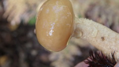 Suillus acidus