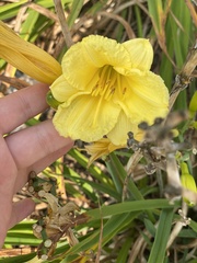 Hemerocallis
