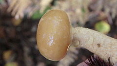 Suillus acidus