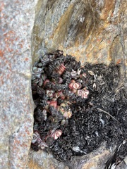 Crassula rupestris