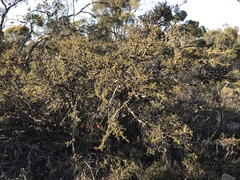 Melaleuca