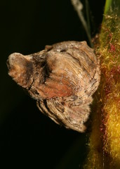 Poltys illepidus