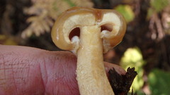 Suillus acidus