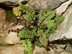 Asplenium petrarchae