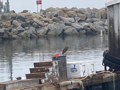 Nycticorax nycticorax