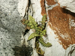 Asplenium petrarchae