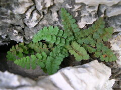 Asplenium petrarchae