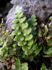 Asplenium petrarchae