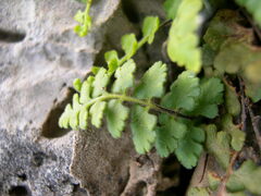 Asplenium petrarchae
