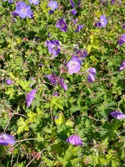 Geranium pratense