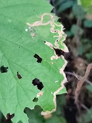 Agromyzidae