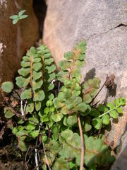 Asplenium petrarchae