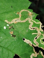 Agromyzidae