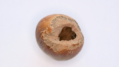 Apodemus flavicollis